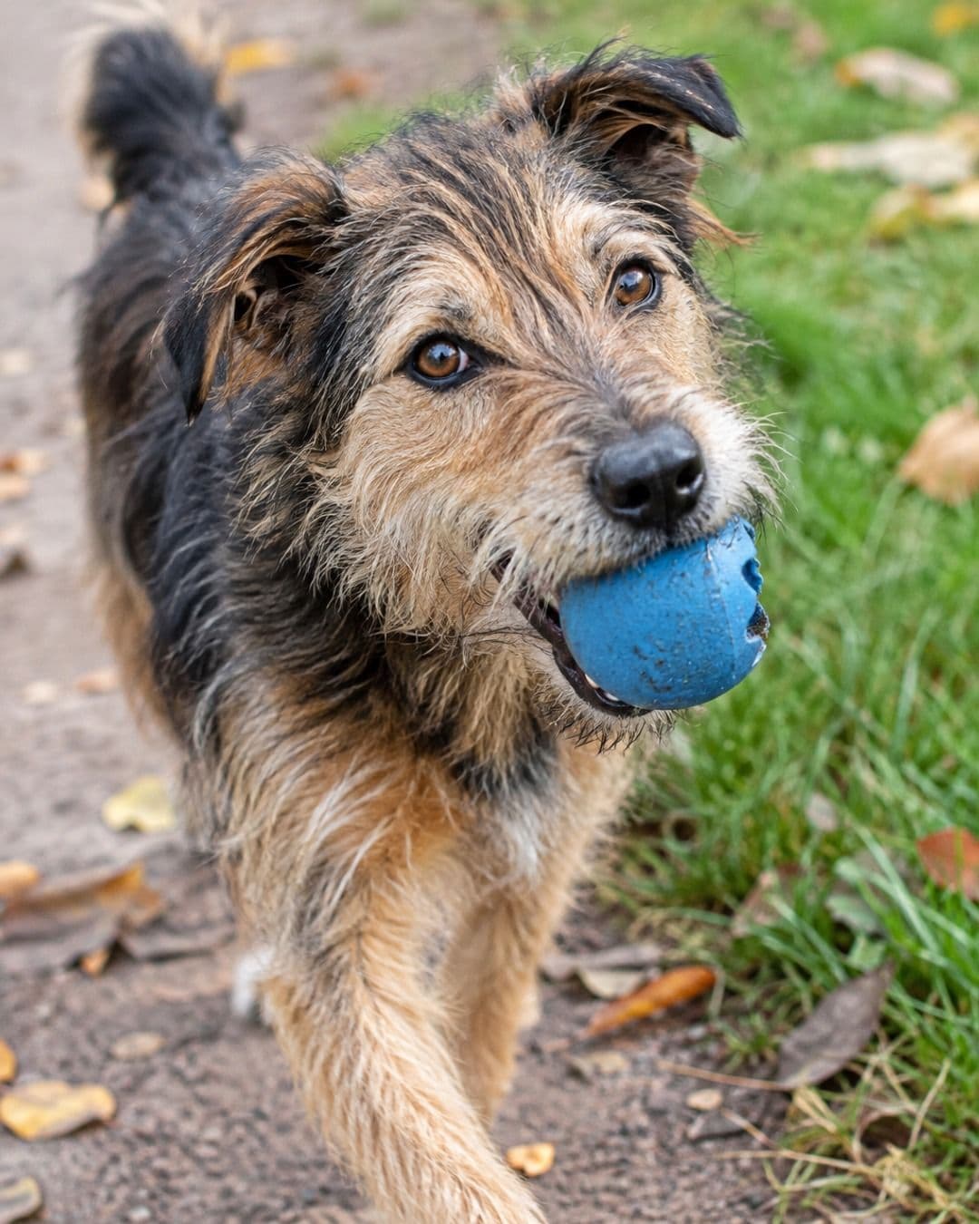 A terrier carrying a blue ball, made for a website preview.